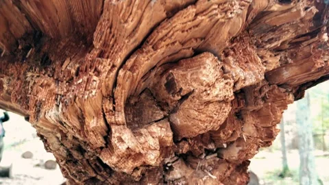 Tree in the forest Video stock 274394559