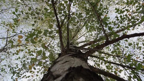 Tree in the forest Stock Footage 330883639