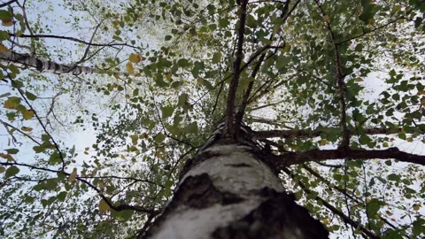 Tree in the forest Stock Footage 330883645