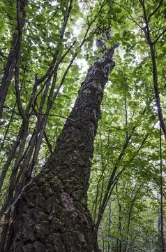 Tree in the forest with green leaves and branches in summer. russia Stock Photos