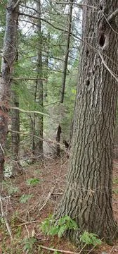 A Tree In A Forest That Has Had the Middle Trunk Removed By A Beaver Stock-Fotos