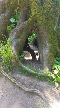 A tree in the forest with a hollow Stock Photos