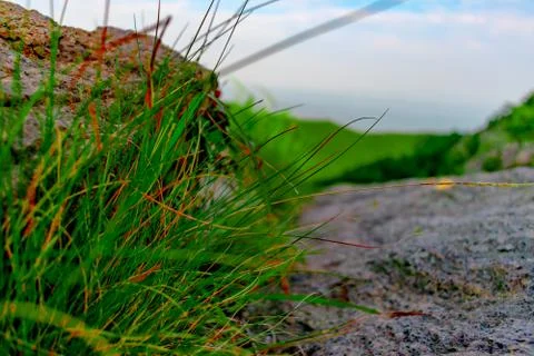 Tree in the forest with leaf Stock Photos