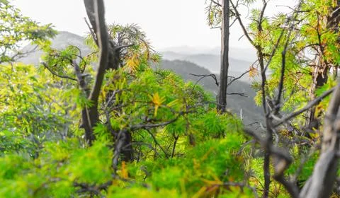 Tree in the forest with leaf Stock Photos