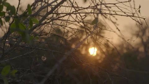 Tree, Forest, Leaves, Branch Stock Footage 310531826