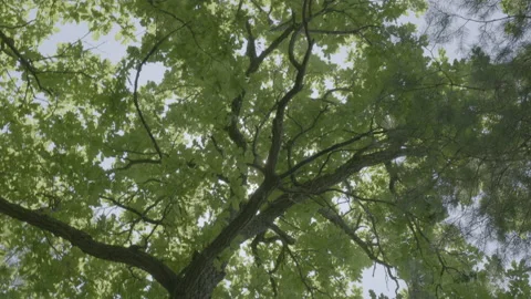 A tree in a forest, the lights of a sun Stock Footage 151833329