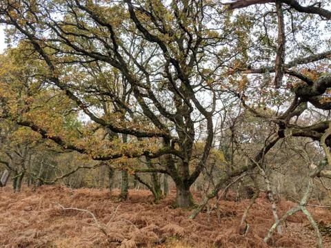 Tree In Forest With Lots Of Branches Stock Photos