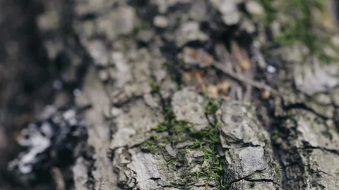 Tree in forest lying on ground covered with moss, macro video Stock Footage 89401920