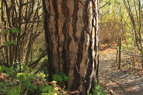 Tree in the forest - Lysaker Stock Photos