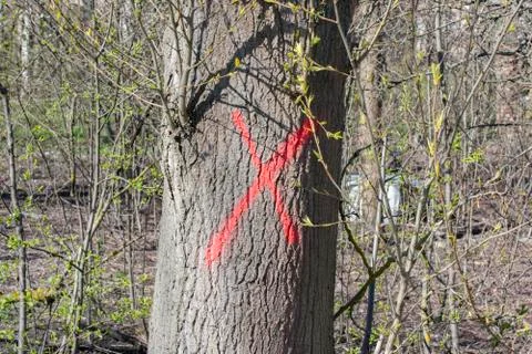 Tree in forest marked with red X to be cut down Stock Photos