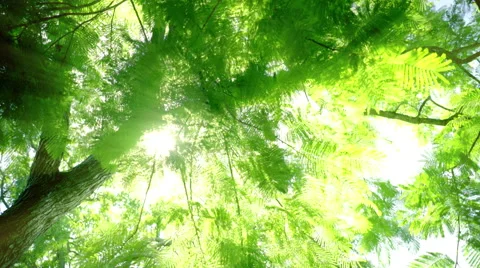 Tree Forest Morning Sun Bright Rays - Camera Rotate 4K Stock-Footage 59212816