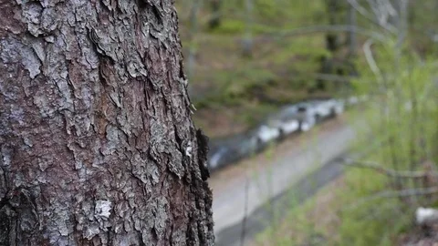 Tree, forest, mountain river, nature. All in one Stockbeeldmateriaal 88812243