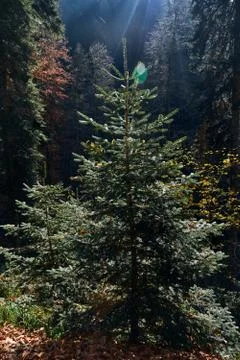 Tree in the forest in the mountains in the backlight Stock Photos