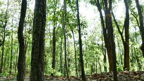 Tree in the forest with the movement of the camera Stock Footage 76437825