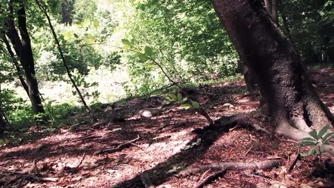 A tree in the forest MVI 9341 351 Stock Footage 168022451