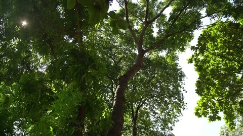 Tree in the forest nature Stock Footage