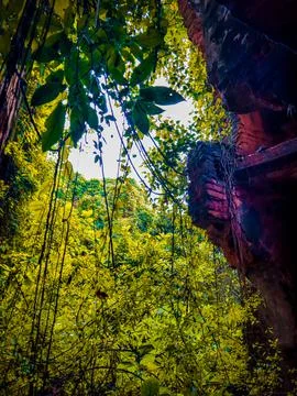 Tree in the forest with old bluiding Foto stock
