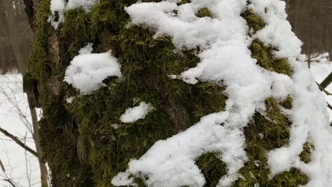 A tree in the forest overgrown with moss and covered with snow. Panning Slider Video stock 124787827
