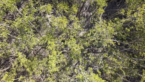 Tree Forest Overhead View Stock Footage 89742555
