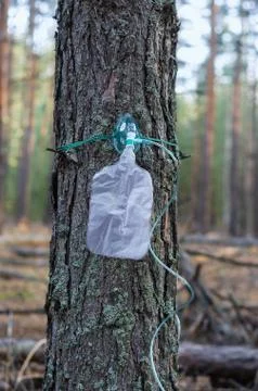 Tree in the forest in an oxygen mask close-up. Concept of forest air with in 写真素材