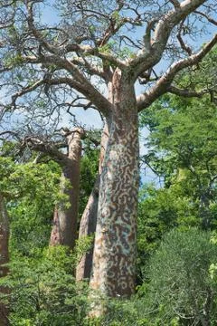 Tree in forest with patterned trunk, low angle view Stock Photos