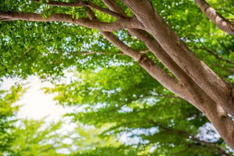 Tree in forest Stock Photos