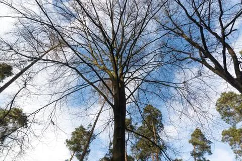 Tree in the forest Stock Photos