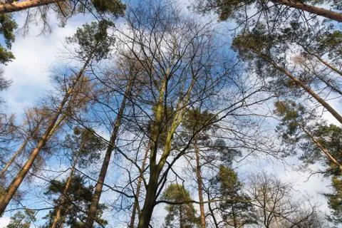 Tree in the forest Stock Photos