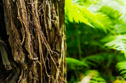 Tree in a forest Fotos de archivo