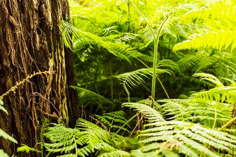 Tree in a forest Stock Photos