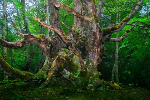 Tree in the forest. Stock Photos