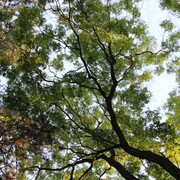 Tree in forest Stock Photos