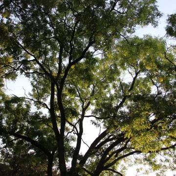 Tree in forest 스톡 사진