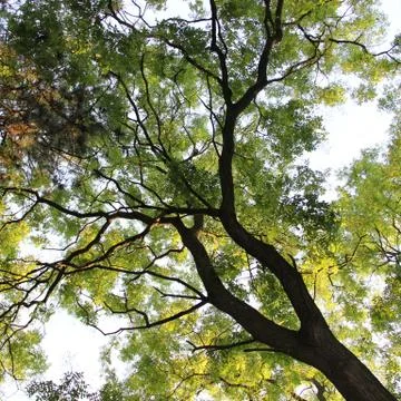 Tree in forest Stock Photos
