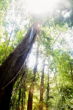 Tree in a forest. Stock Photos