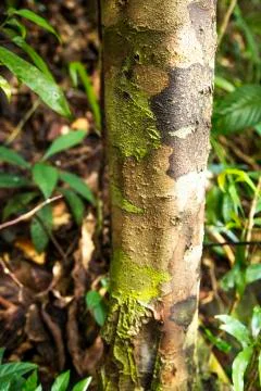 Tree in a forest. Foto stock