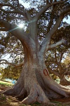 Tree in the forest Stock Photos