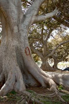 Tree in the forest Stock Photos