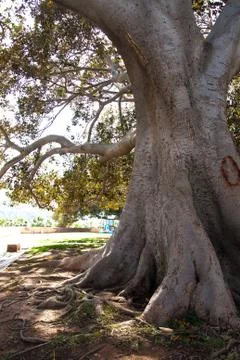 Tree in the forest Stock Photos