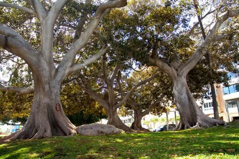 Tree in the forest Stock Photos