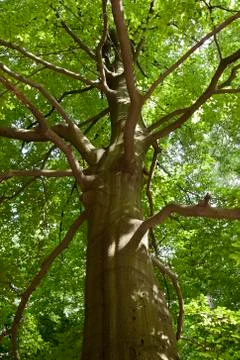 Tree in the forest Stock Photos