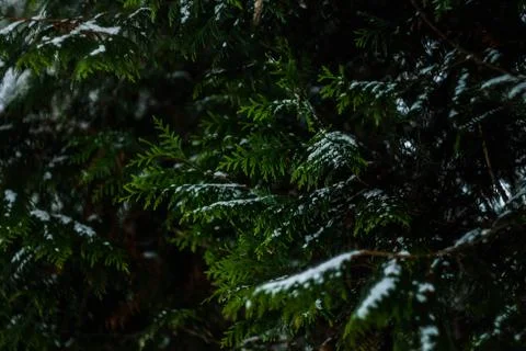 Tree in forest Stock Photos