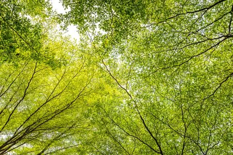 Tree in forest Stock Photos