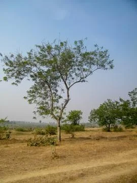 The tree of forest Stock Photos