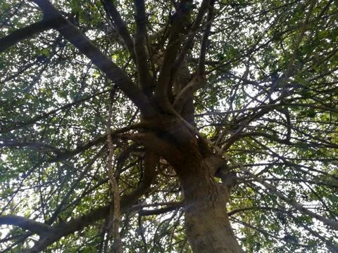 A tree in the forest Stock Photos