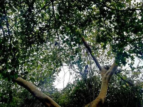A tree in the forest Stock Photos