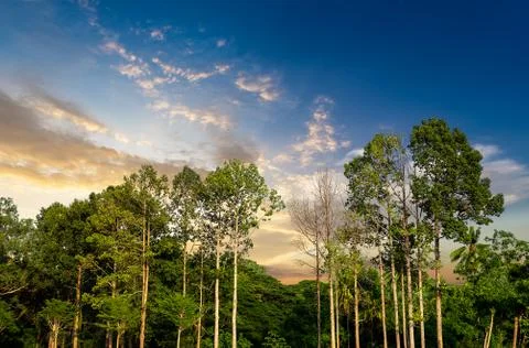Tree in forest Stock Photos
