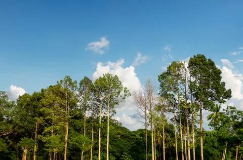Tree in forest Stock Photos