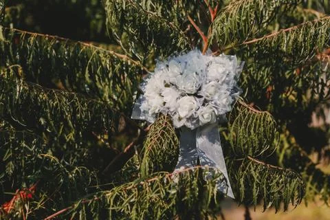 Tree in forest Stock Photos