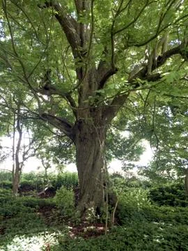 Tree in the forest Stock Photos